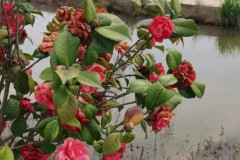 足球比赛悬念迭起：黑马崛起，豪门暗流涌动，赛季深入展望